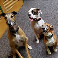 Picture of dogs.