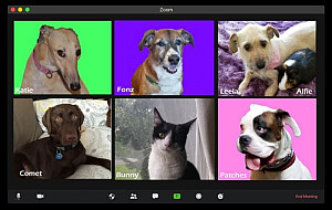 Animals on Zoom
