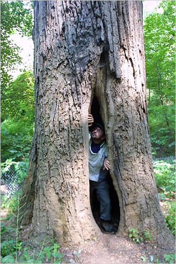 The oldest tree in NYC