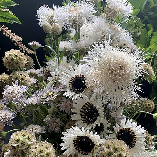 Flower from Vanishing Pt. Farm website