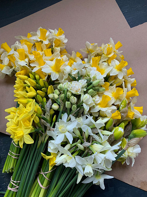 Rooted Farms-Vanishing Point - Narcisses