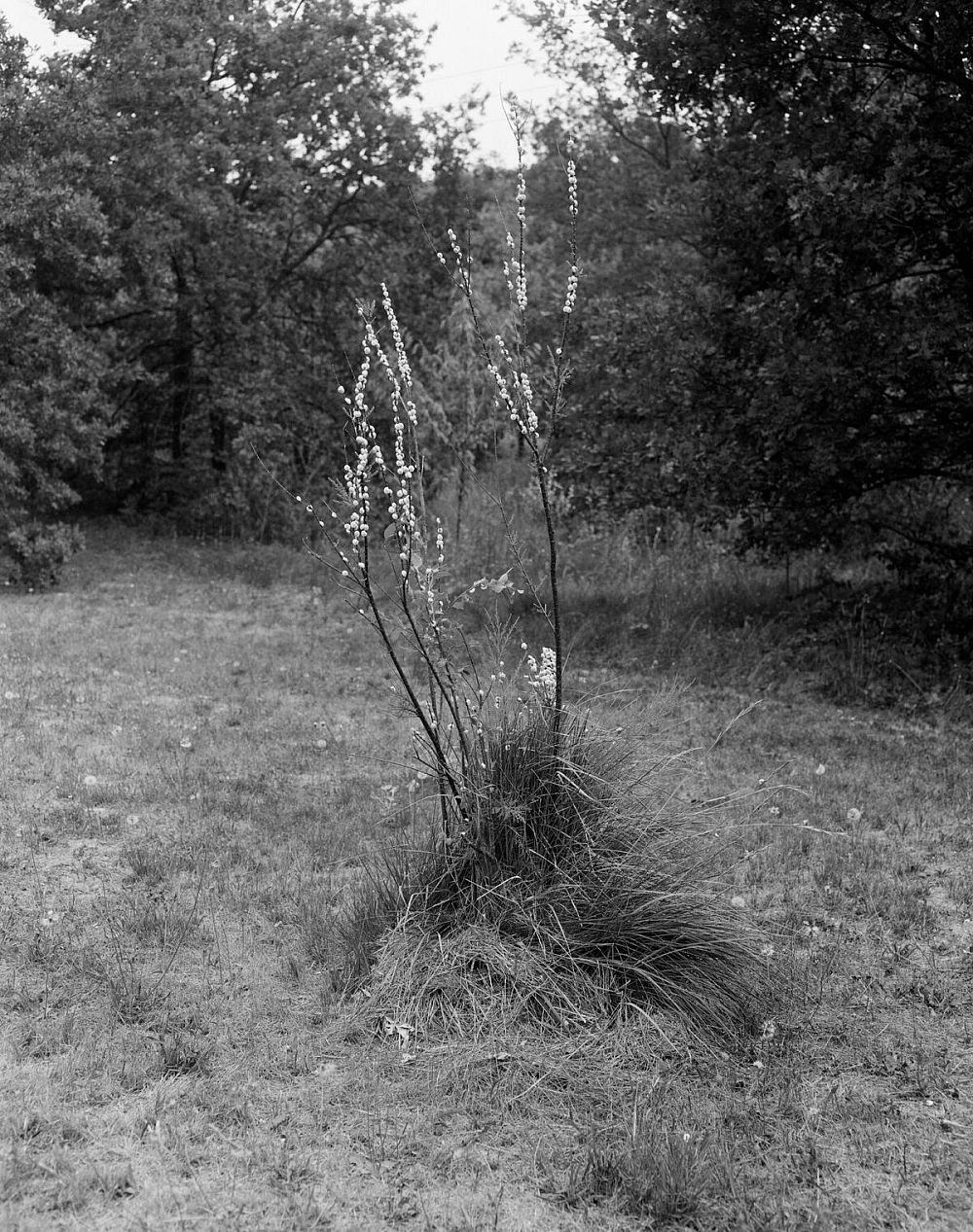 Anouk Grandits, Shells in L'eau Sallée, 2020, Film Photograph, ©Anouk Grandits