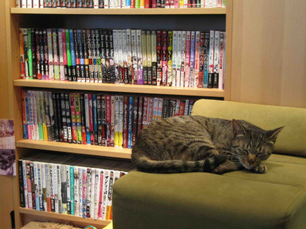 Tokyo cat cafe (photo by Lorraine Plourde, 2012)