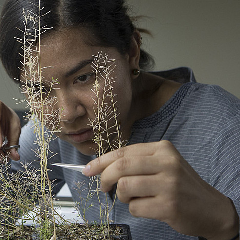 Student Lina Ruiz at work on biology project (using instruments to collect seeds from plants)
