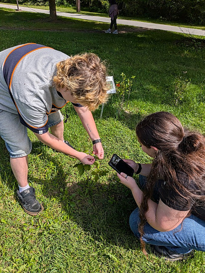 Students using iNaturalist to record species in the native plant garden