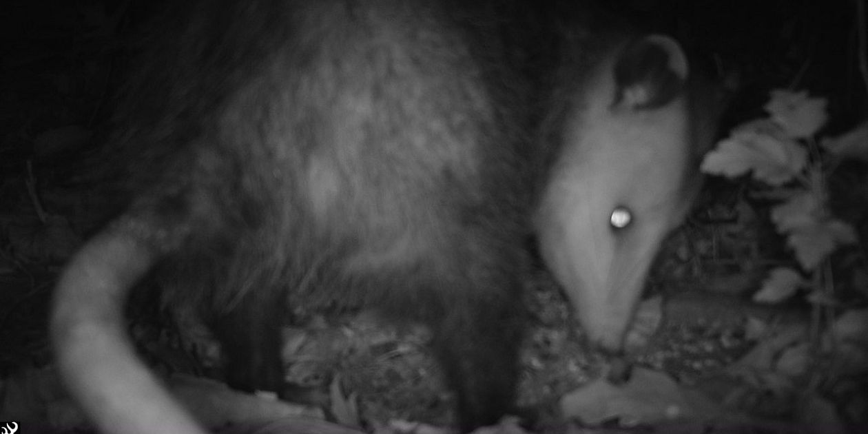 increasing-night-hours-minimally-impact-nocturnal-mammalian-diel