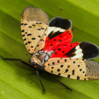 an adult spotted lanternfly showing its red coloration