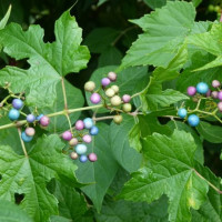    Porcelain Berry, seemingly harmless, but taking over and replacing large areas of native forests- blocking sunlight and threatening co...