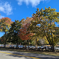 Trees on campus showing fall foliage and differences in phenology
