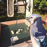 Blue Jay eating at bird feeder