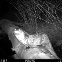 River otter in the Blind Brook Forest