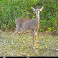 Deer captured looking at trail camera