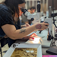 Luna working to identify invertebrates using dissecting scopes