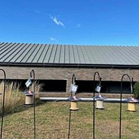 Our setup of five different bird feeders, each with a different seed in them