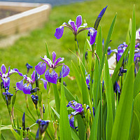 Purchase Garden