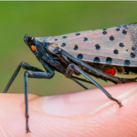 A Spotted Lanternfly