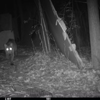    Above is a trail camera photo of a bobcat, walking through the Sculpture Garden in the woods b...