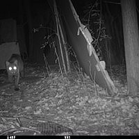    Above is a trail camera photo of a bobcat, walking through the Sculpture Garden in the woods behind the Visual Arts building, on SUNY ...