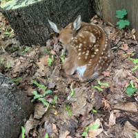    Fawn that I spotted sleeping while checking the fence line of an easement property 