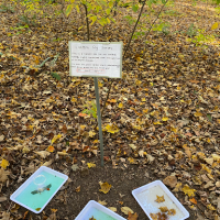 Insect capture location at Purchase College