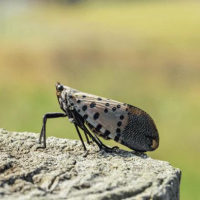 Spotted lanternfly adult