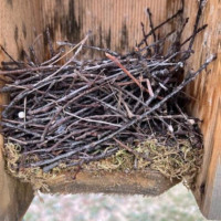 An example of what a House Wren nest looks like