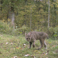 bobcat captured on trail camera during the study