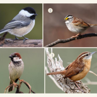 examples of some of the bird species found in this study