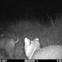 bobcats captured on camera in the Blind Brook Forest Restoration Area