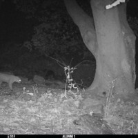    A night-vision photo of a walking bobcat captured by a trail camera in the Alumni Woods on Oct...