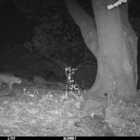    A night-vision photo of a walking bobcat captured by a trail camera in the Alumni Woods on October 19, 2021 at 12:09 AM. 