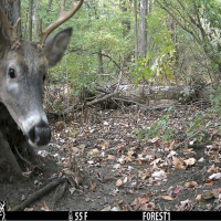 White-tailed deer caught on trail camera during our study