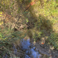 Eastern Blind Brook flows through the forest