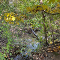 Blind Brook flows through the forest