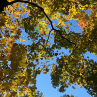 Fall leaves seen in the campus forest