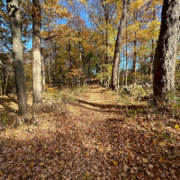 Purchase College campus forest in fall