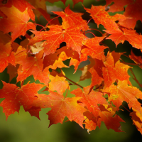 maple leaves in fall color