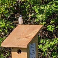 Tree Swallow (bird) sitting atop a nest box near the athletic fields