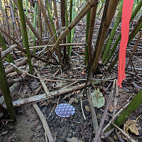 Pitfall trap deployed in Japanese knotweed