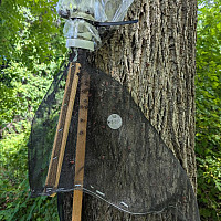 Spotted lanternfly circle trap on a tree