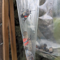 Spotted lanternflies caught in a circle trap bag