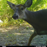 Deer captured on trail camera