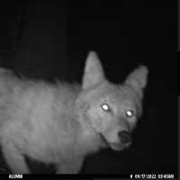 Coyote captured on trail camera at night