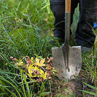 Photo of a shovel near a plant in the forest