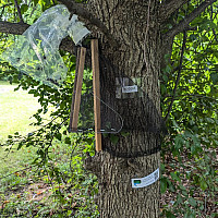 Spotted lanternfly trap on a tree