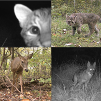 wildlife caught on trail cameras during this study