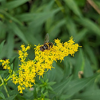 Close up picture of a bee on a yellow flower