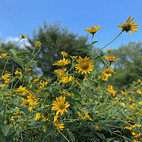 Yellow Flowers in the Purchase Native Pollinator Garden