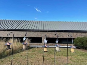 Our setup of five different bird feeders, each with a different seed in them