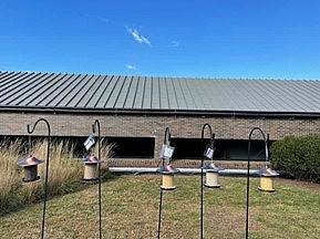 Our setup of five different bird feeders, each with a different seed in them